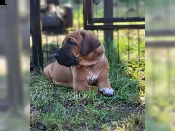 cuccioli di rhodesian ridgeback | Foto 2