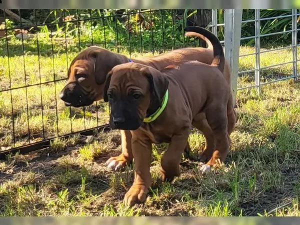 cuccioli di rhodesian ridgeback