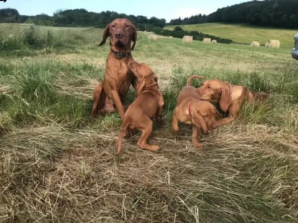 cuccioli di magyar vizsla | Foto 5