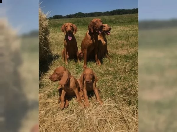 cuccioli di magyar vizsla | Foto 4