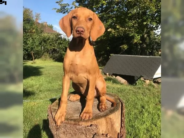 cuccioli di magyar vizsla | Foto 3