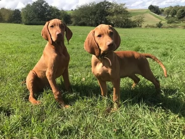 cuccioli di magyar vizsla