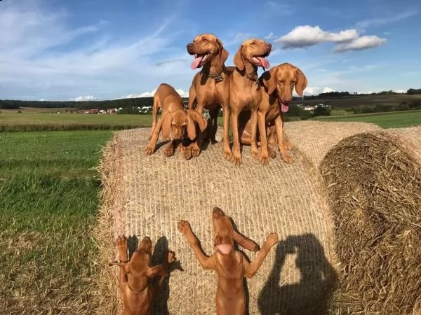 cuccioli di magyar vizsla | Foto 2