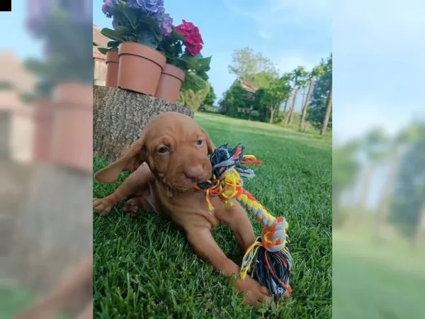 cuccioli di magyar vizsla | Foto 1