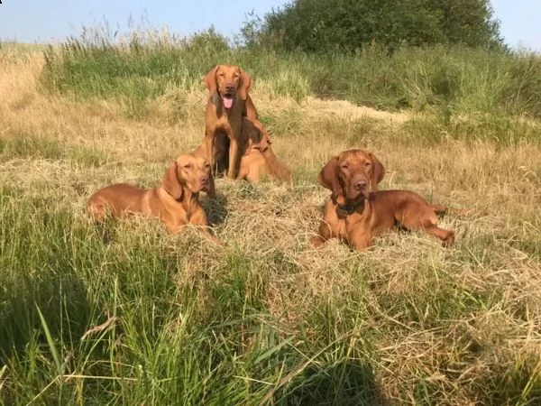 cuccioli di magyar vizsla | Foto 0