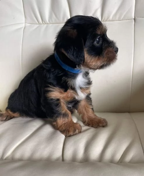 cuccioli di yorkshire terrier disponibili ora