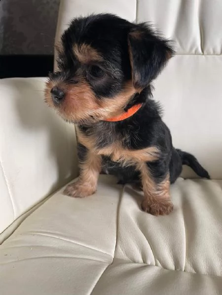 cuccioli di yorkshire terrier disponibili ora | Foto 0