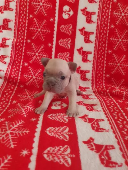 cani bulldog francesi