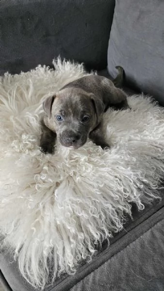cucciolo di staffie | Foto 1