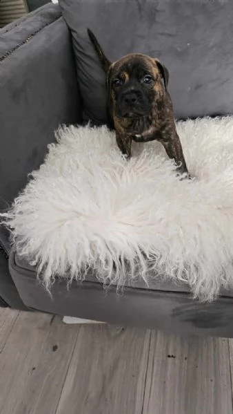 cucciolo di staffie
