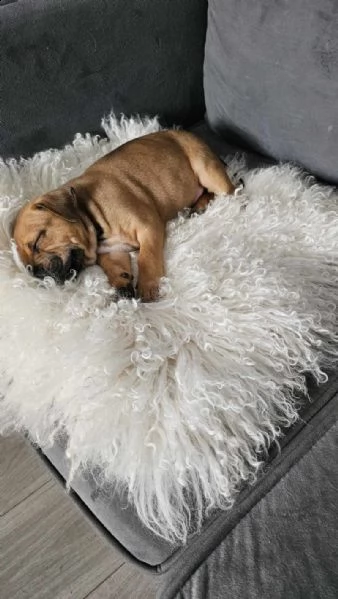 cucciolo di staffie | Foto 0