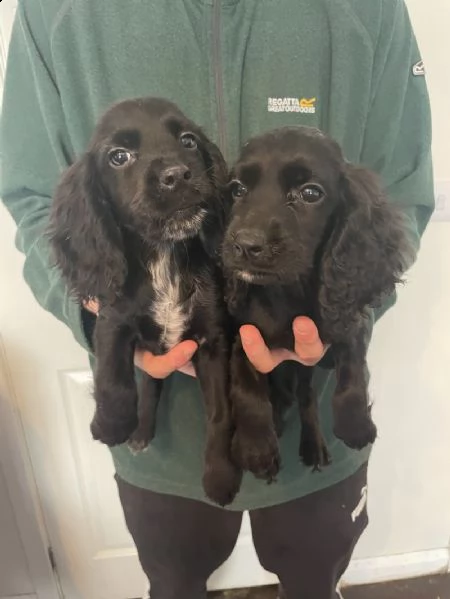 cuccioli di cocker spaniel di pedigree completo