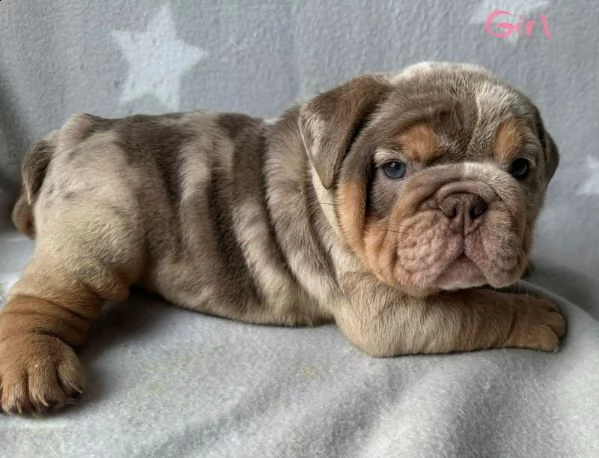 merle english bulldogs | Foto 0
