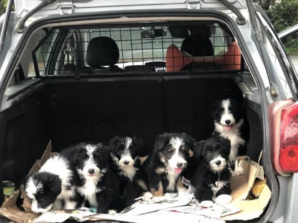 cuccioli di collie barbuto | Foto 1
