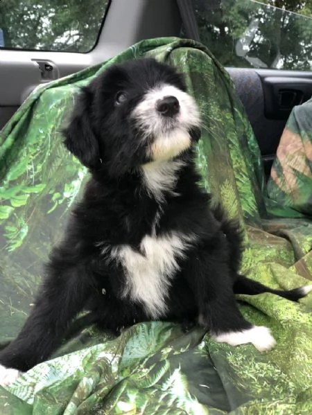 cuccioli di collie barbuto