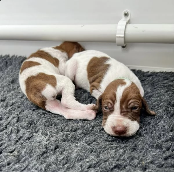 splendidi cuccioli di castagno bracco italiano