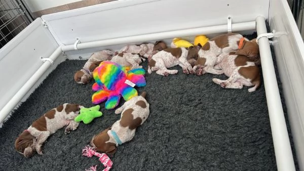 splendidi cuccioli di castagno bracco italiano | Foto 0