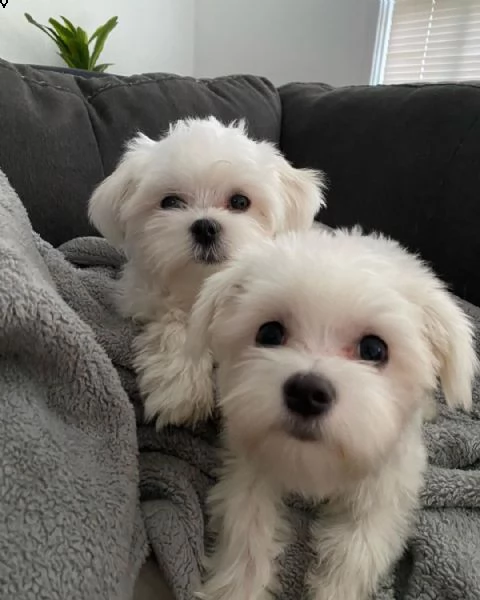 cuccioli di maltese con pedigree 393512351560