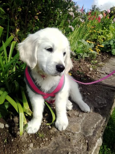 cucciole di golden retriever di circa 3 mesi