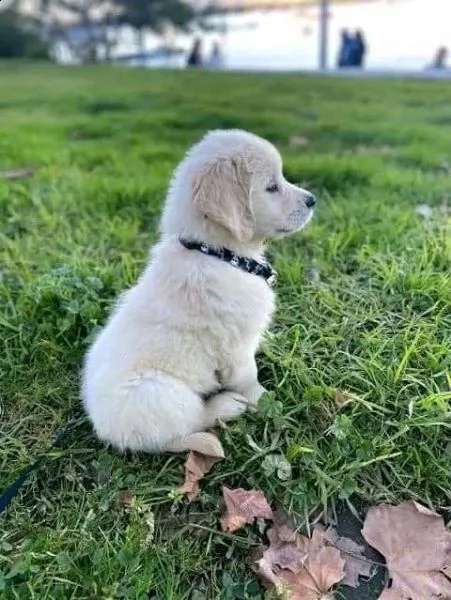 cuccioli di golden retriever