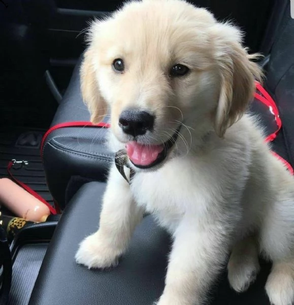 bellissimi cuccioli di golden
