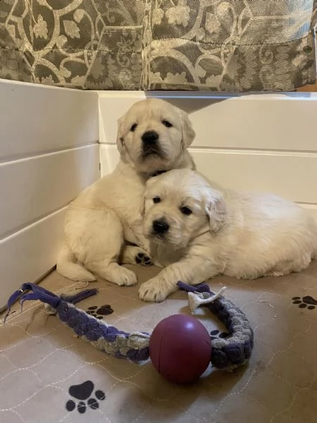 meravigliosi cuccioli golden retriever