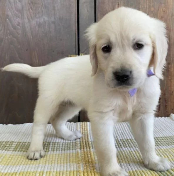 golden retriever cuccioli