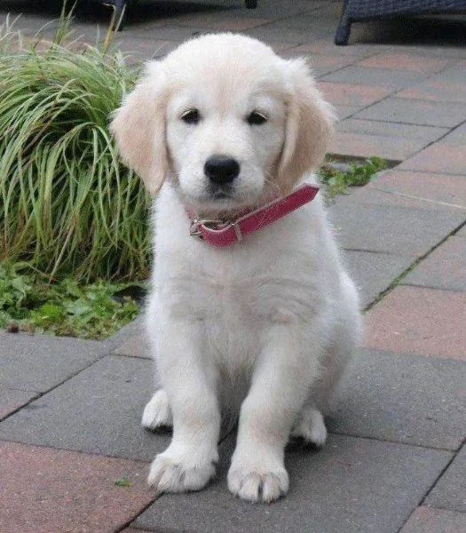 cucciole golden retriever