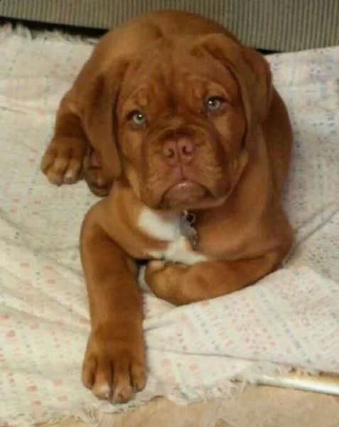regalo abbiamo cuccioli di bullmastiff sono bullmastiff di dimensioni  sono registrati akc sono mo