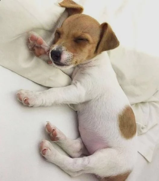 regalo jack russell cuccioli sono disponibile due bellissime cuccioli jack russell  alta genealogia