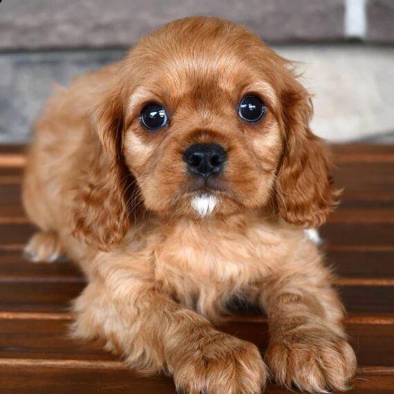 cuccioli di cavalier king femminucce e maschietti disponibili per ladozione gratuita i cuccioli son