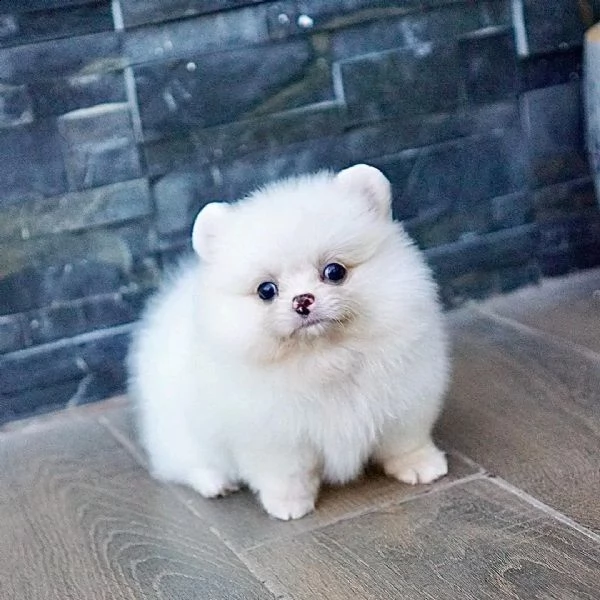 cuccioli di pomerania 