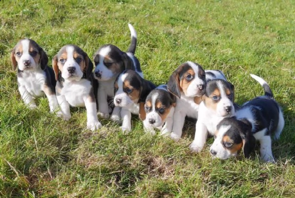 cuccioli di beagle 