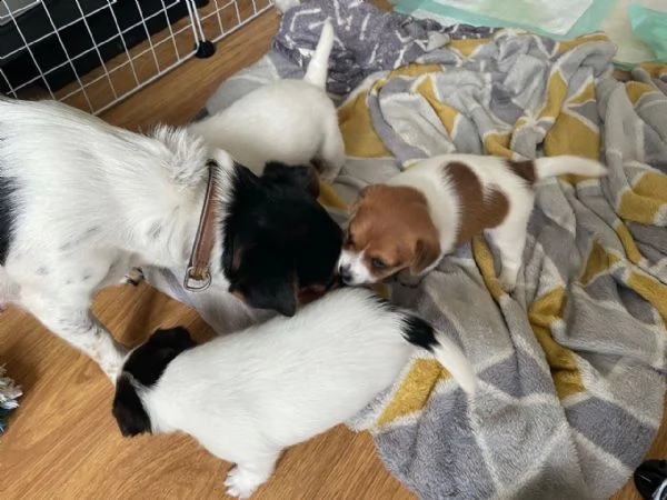 cucciolo di corgi