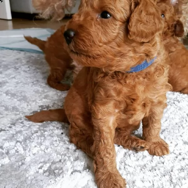 cuccioli di barboncino 