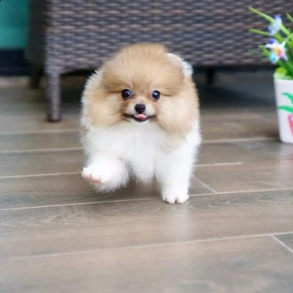 cuccioli di pomerania 