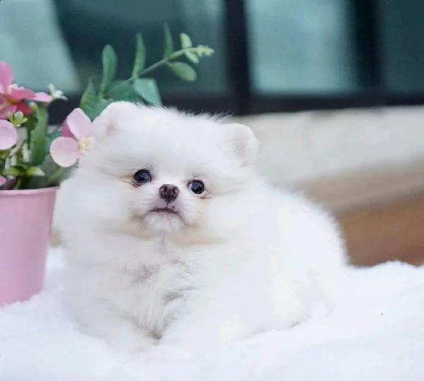 disponibili cuccioli di pomerania 