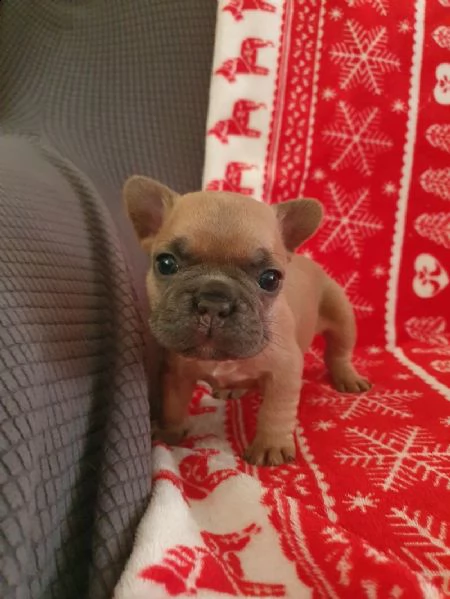 cani bulldog francesi | Foto 1