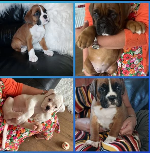 boxer kc reg champ line bobtailtailed | Foto 0