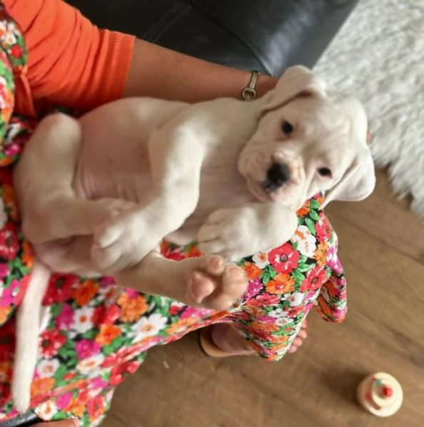 boxer kc reg champ line bobtailtailed