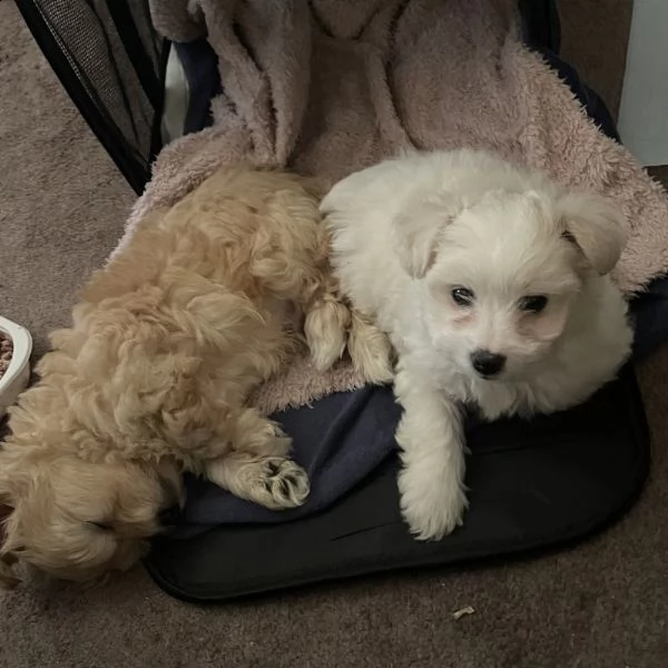 cuccioli 