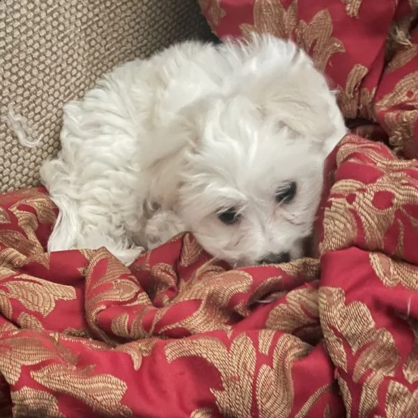 cuccioli  | Foto 0