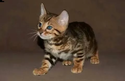 cuccioli di bengala