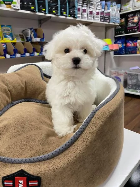 regalo cuccioli maltesi whatsapp 0039 353 317 4023 | Foto 2