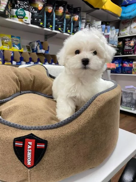 regalo cuccioli maltesi whatsapp 0039 353 317 4023 | Foto 1