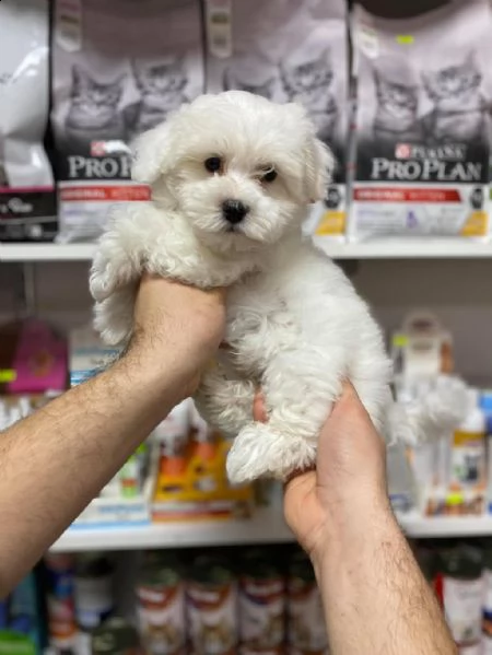regalo cuccioli maltesi whatsapp 0039 353 317 4023 | Foto 0
