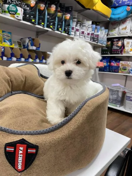 regalo cuccioli maltesi whatsapp 0039 353 317 4023