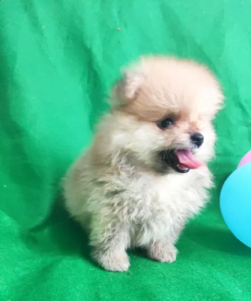 regalo pomerania whatsapp  0039 353 317 4023  | Foto 2