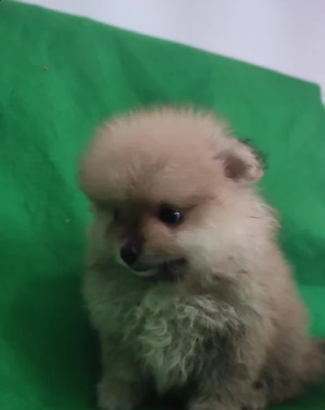 regalo pomerania whatsapp  0039 353 317 4023  | Foto 1