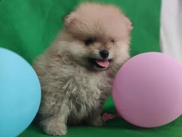 regalo pomerania whatsapp  0039 353 317 4023  | Foto 0